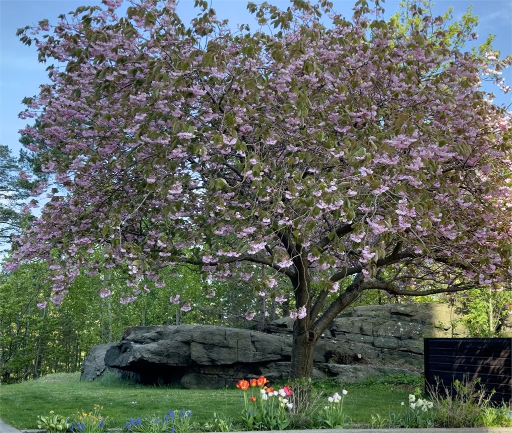 Hyggelige omgivelser rett utenfor leiligheten